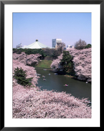Sakura Time, The Chidorigaruchi Moat, Tokyo, Japan by Dorian Weber Pricing Limited Edition Print image