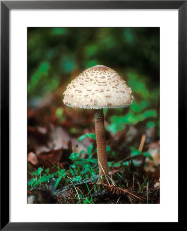 Shaggy Parasol, Autumn by David Boag Pricing Limited Edition Print image