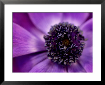 Anenome Coronaria (Crown Anemone) Extreme Close-Up Of Purple Flower by James Guilliam Pricing Limited Edition Print image