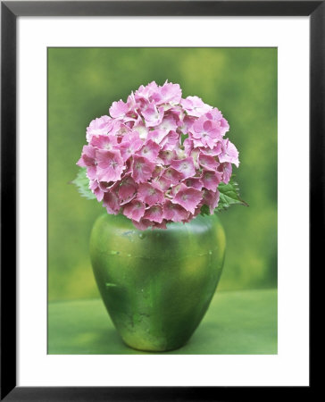Hydrangea Macrophylla, Single Flower Arrangement In A Green Vase by Ron Evans Pricing Limited Edition Print image