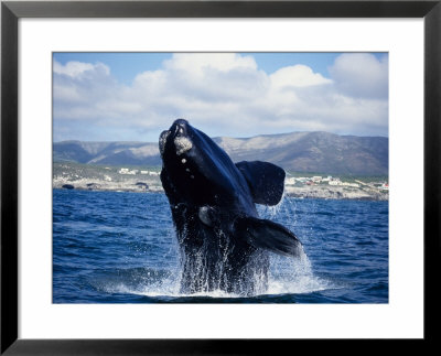Southern Right Whale, Breaching, S Africa by Gerard Soury Pricing Limited Edition Print image