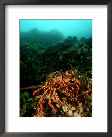 Red Crayfish, New Zealand by Tobias Bernhard Pricing Limited Edition Print image