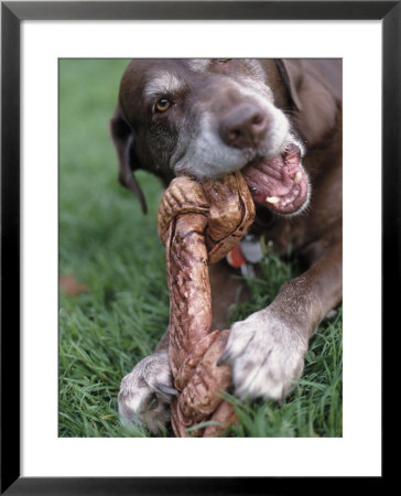 Chocolate Labrador Retriever Chewing On Bone by Henry Horenstein Pricing Limited Edition Print image