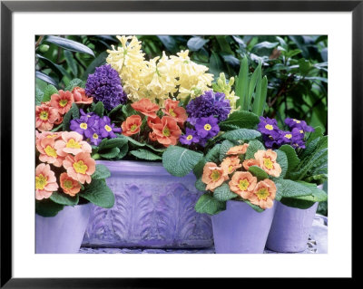 Hyacinthus Orientalis (Hyacinth) And Primula Polyantha (Polyanthus) In Container And In Pots by Lynne Brotchie Pricing Limited Edition Print image