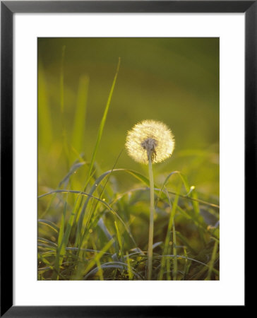 Dandelion In Evening Light, Scotland by Iain Sarjeant Pricing Limited Edition Print image