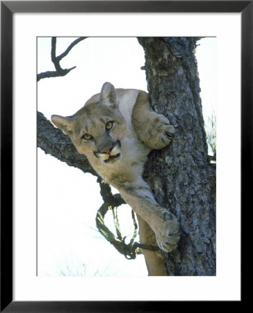 Mountain Lion In Tree, Mexico by Patricio Robles Gil Pricing Limited Edition Print image