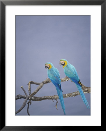 Blue And Yellow Macaw, Upper Tambopata River, Peruvian Amazon by Mark Jones Pricing Limited Edition Print image