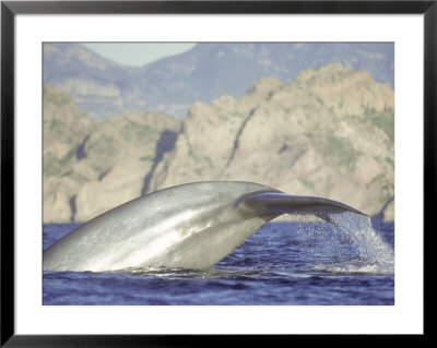 Blue Whale, Fluking, Sea Of Cortez by Mark Jones Pricing Limited Edition Print image