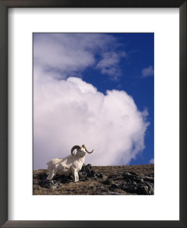 Dall Sheep, Ovis Dalli, Denali National Park, Ak by Mark Newman Pricing Limited Edition Print image