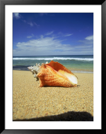 Seashell On Beach, Tobago, Caribbean by Terry Why Pricing Limited Edition Print image