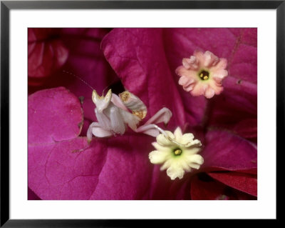Flower Mantis, Hymenopus Coronatus In Bougainvillea Rain Forest, Malaysia by Michael Fogden Pricing Limited Edition Print image