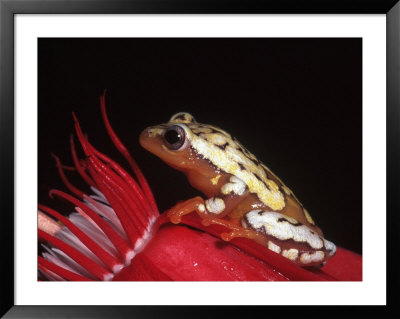 African Reed Frog On Flower, Tanzania by Marian Bacon Pricing Limited Edition Print image