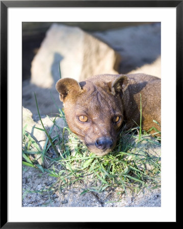 Fossa, Male Captive, Madagascar by Mike Powles Pricing Limited Edition Print image