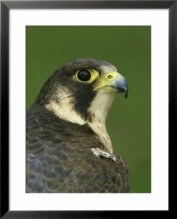 Peregrine Falcon, Falco Peregrinus Close-Up Portrait Of Female Captive by Mark Hamblin Pricing Limited Edition Print image