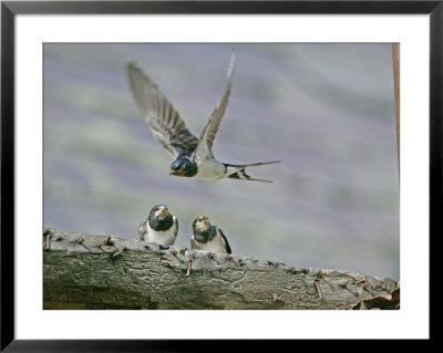 Swallow, Adult Flying With Chicks Perched, Scotland by Mark Hamblin Pricing Limited Edition Print image