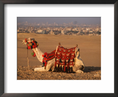 Camel Near Pyramids Of Giza, Cairo, Egypt by Pat Canova Pricing Limited Edition Print image