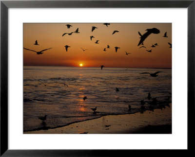 Birds Flying At Sunset by Robert Marien Pricing Limited Edition Print image