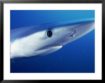 Head Of Blue Shark, Prionace Glauca, Ca Chan Island by Wayne Brown Pricing Limited Edition Print image