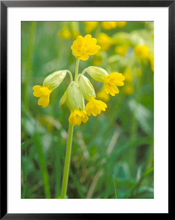 Cowslip, Primula Veris by David Boag Pricing Limited Edition Print image