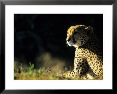 Cheetah, Phinda Resource Reserve, South Africa by Roger De La Harpe Pricing Limited Edition Print image