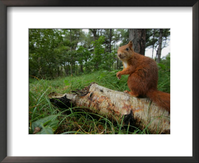 Red Squirrel, Sitting, Lancashire, Uk by Elliott Neep Pricing Limited Edition Print image