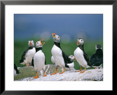Puffin, Displaying, Farne Islands, Northumberland by David Tipling Pricing Limited Edition Print image
