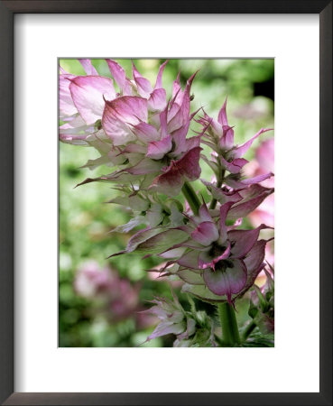 Salvia Turkestancia (Sage) by Mark Bolton Pricing Limited Edition Print image