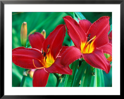 Hemerocallis Chicago Aztec, Close-Up Of Red Flower Heads by Lynn Keddie Pricing Limited Edition Print image