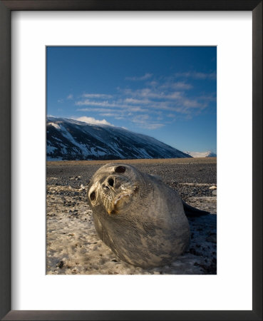 Weddell Seal, Antarctica by Tobias Bernhard Pricing Limited Edition Print image