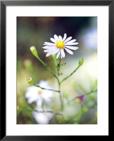 Aster Azureus Close-Up Of White Flower Picton Gardens September by Lynn Keddie Pricing Limited Edition Print image