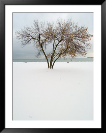 Tree And Snow by Dennis Macdonald Pricing Limited Edition Print image