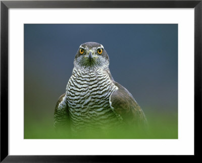 Goshawk, Close-Up Of Adult, Scotland by Mark Hamblin Pricing Limited Edition Print image
