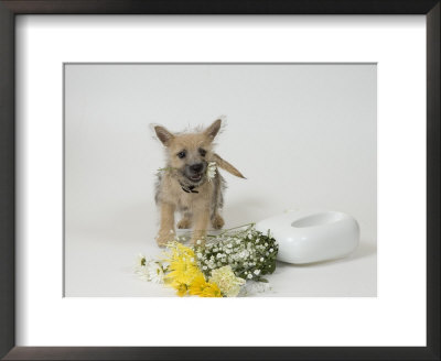 Terrier, Puppy With Flowers by David M. Dennis Pricing Limited Edition Print image