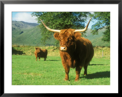 Scottish Highland Cattle, Western Scottish Highlands by David Boag Pricing Limited Edition Print image