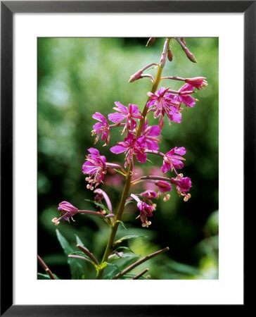 Rosebay Willow Herb by Mark Bolton Pricing Limited Edition Print image