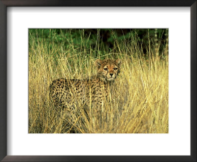 Cheetah, Cub, South Africa by David Tipling Pricing Limited Edition Print image