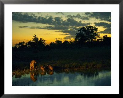 Lions, Pride Drinking, Malamala Game Reserve, South Africa by Roger De La Harpe Pricing Limited Edition Print image