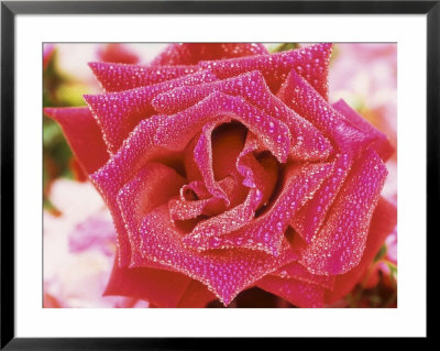 Rosa Zephirine Drouhin (Bourbon Rose), Deep Pink Flower With Dew by Linda Burgess Pricing Limited Edition Print image