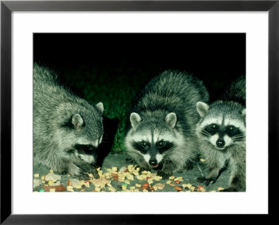 Raccoons, Feeding, Usa by Frank Schneidermeyer Pricing Limited Edition Print image
