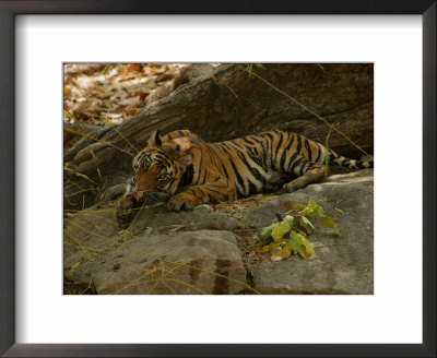 Bengal Tiger, 11 Month Old Cub Licking Paw, Madhya Pradesh, India by Elliott Neep Pricing Limited Edition Print image