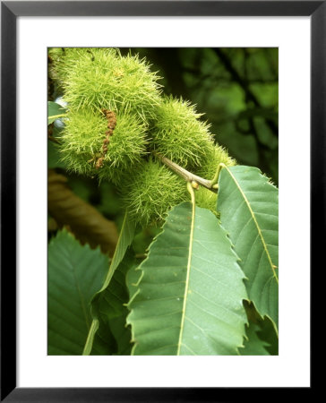 Castanea Sativa (Spanish Chestnut) by Mark Bolton Pricing Limited Edition Print image