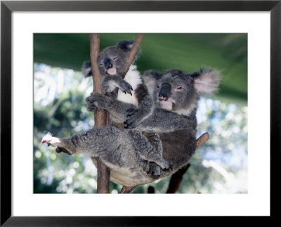 A Mother Koala Proudly Holds Her Ten-Month-Old Baby, Sydney, Australia, November 7, 2002 by Russell Mcphedran Pricing Limited Edition Print image