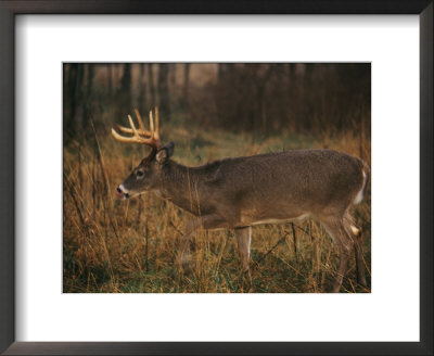 A 8-Point White-Tailed Deer Buck by Raymond Gehman Pricing Limited Edition Print image