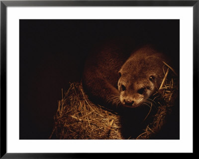A Rare European Otter Peers Into The Light From Its Den by Nicole Duplaix Pricing Limited Edition Print image