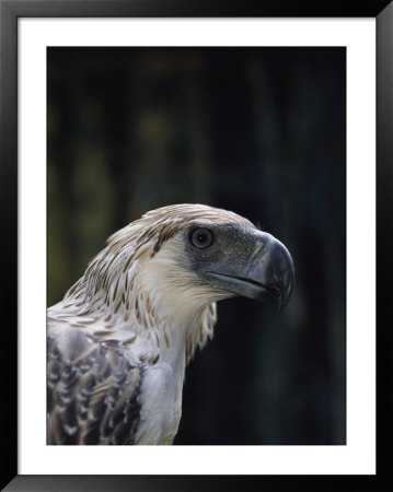 Close View Of The Head And Bill Of A Rare Philippine Eagle by Tim Laman Pricing Limited Edition Print image