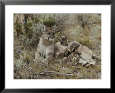 Mountain Lion Nurses Her Eight-Week-Old Kittens by Jim And Jamie Dutcher Pricing Limited Edition Print image