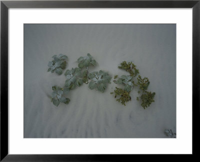 Dune Cabbage And Sea Spurge Growing In The Sand by Sam Abell Pricing Limited Edition Print image