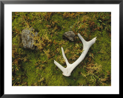 Elk Antler And Moss, Yellowstone National Park, Wyoming by Raymond Gehman Pricing Limited Edition Print image