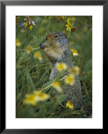 A Columbia Ground Squirrel (Spermophilus Columbianus) Feeds On Wildflowers In A N Alpine Meadow by Michael S. Quinton Pricing Limited Edition Print image