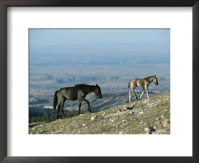 A Mare Follows Her Colt Along The Edge Of An Overlook by Chris Johns Pricing Limited Edition Print image